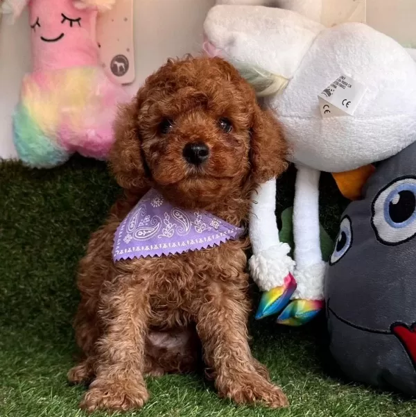 Sevimli Toy Poodle Yavrularımız