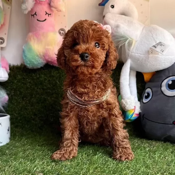 Sevimli Toy Poodle Yavrularımız