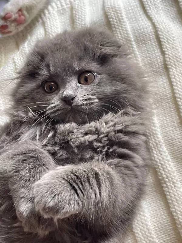 A++ A62 Orjinal British Longhair Yavrular