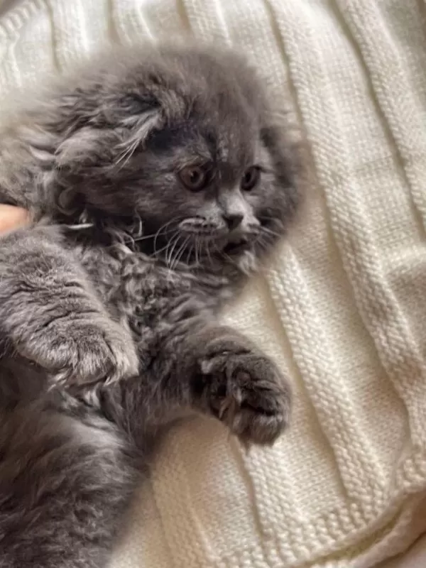 A++ A62 Orjinal British Longhair Yavrular
