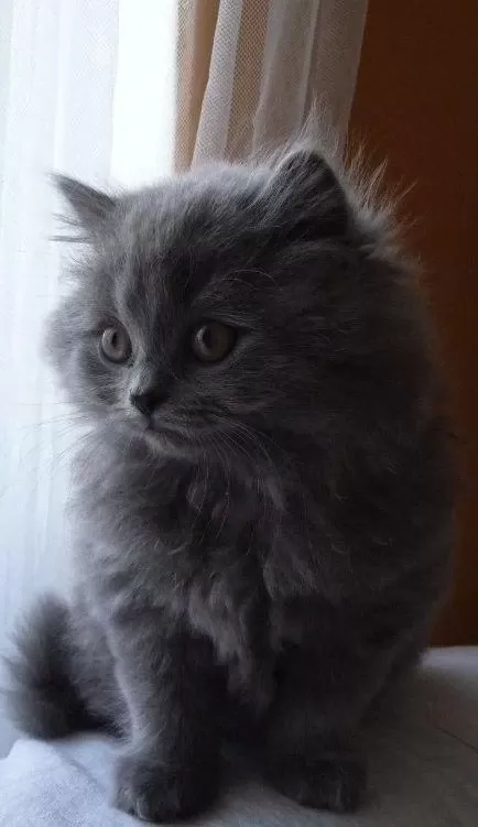 A++ A62 Orjinal British Longhair Yavrular