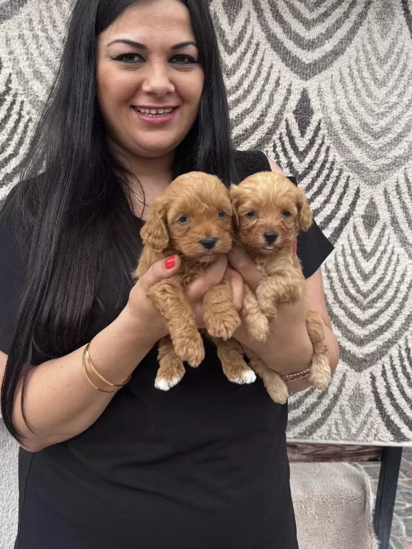 Ufacık Maltipoo Yavrularım