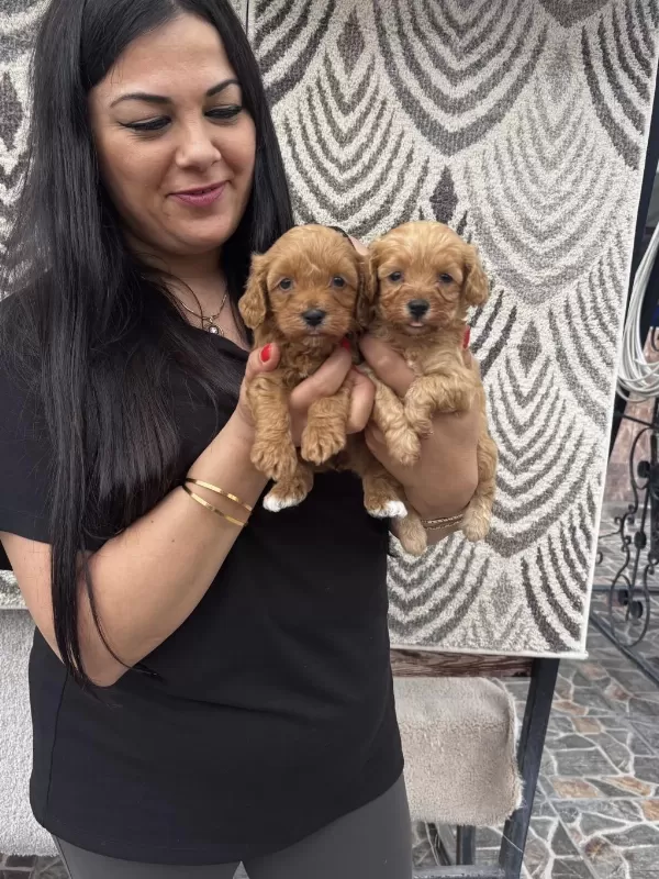 Ufacık Maltipoo Yavrularım