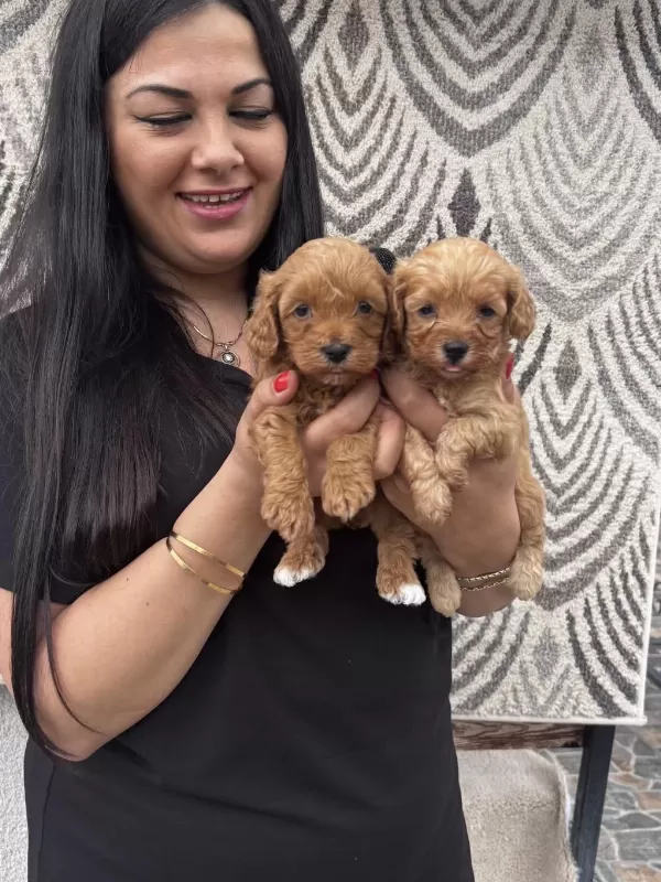 Ufacık Maltipoo Yavrularım