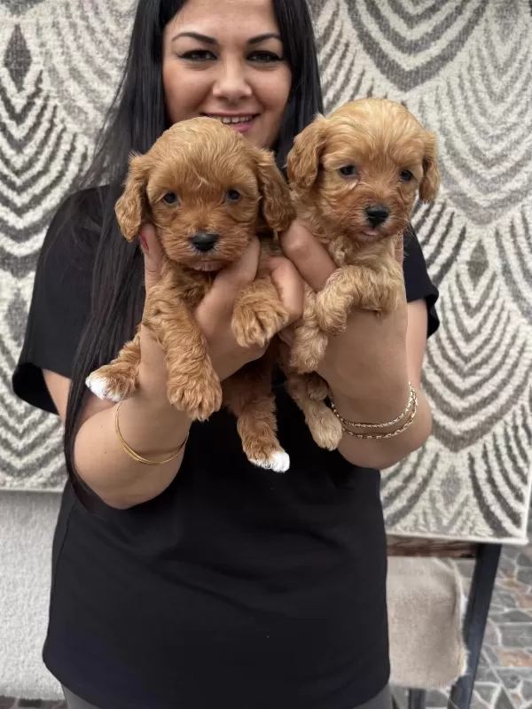 Ufacık Maltipoo Yavrularım
