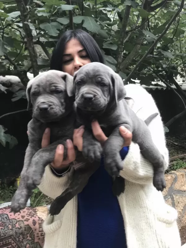 Blue Safkan Cane Corso Yavrularım