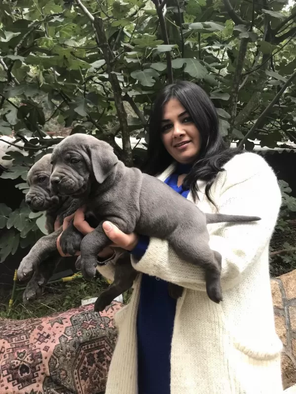 Blue Safkan Cane Corso Yavrularım