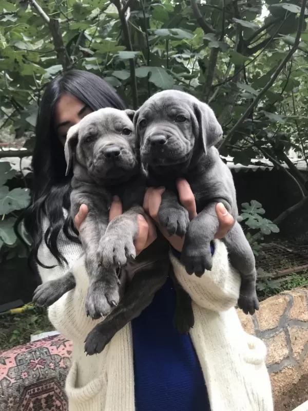 Blue Safkan Cane Corso Yavrularım