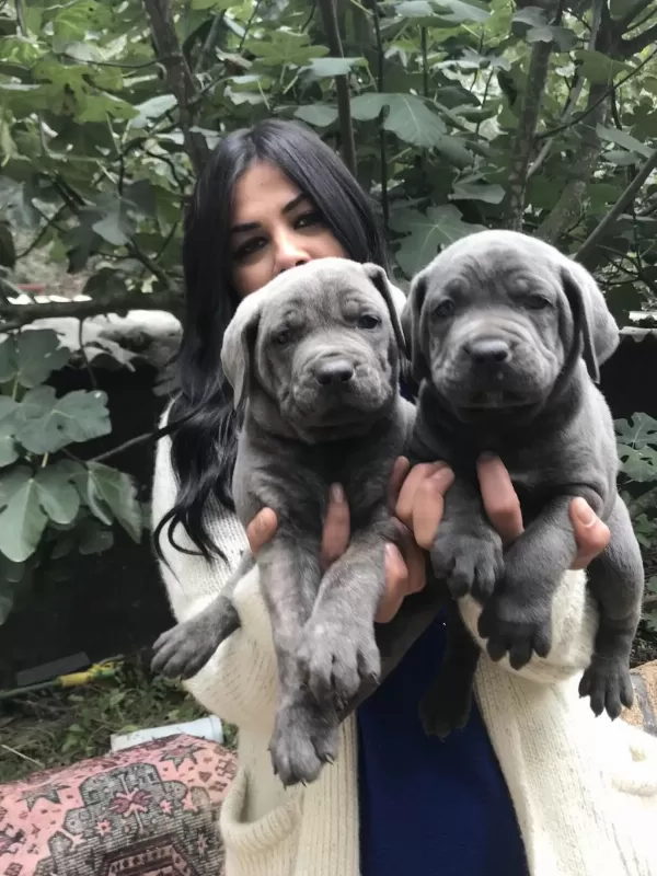 Blue Safkan Cane Corso Yavrularım