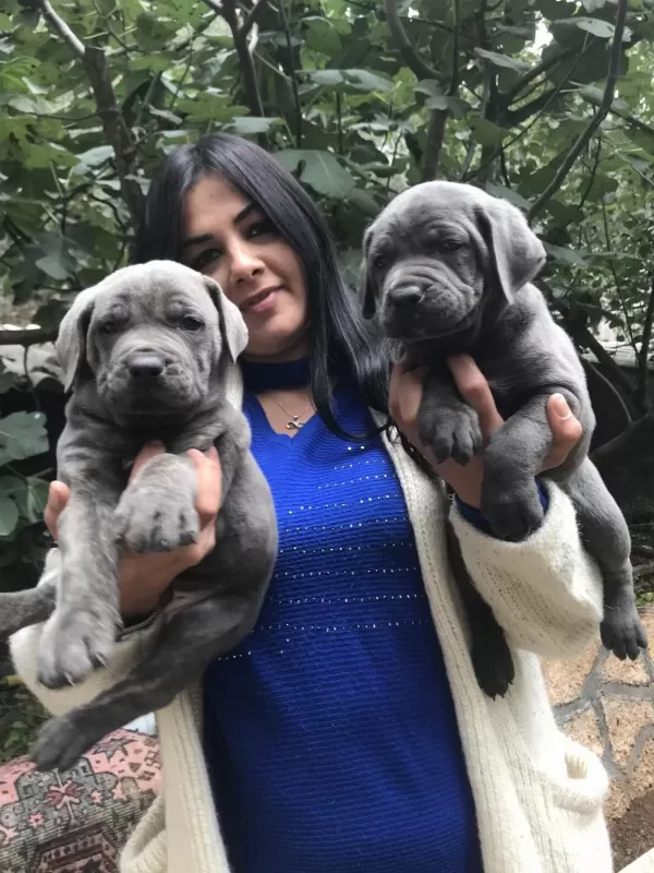 Blue Safkan Cane Corso Yavrularım