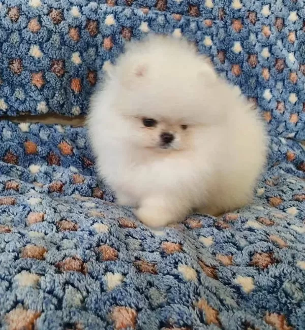 Pomeranian Boo Ayı Surat Bebek Suratlı Yavrularımız