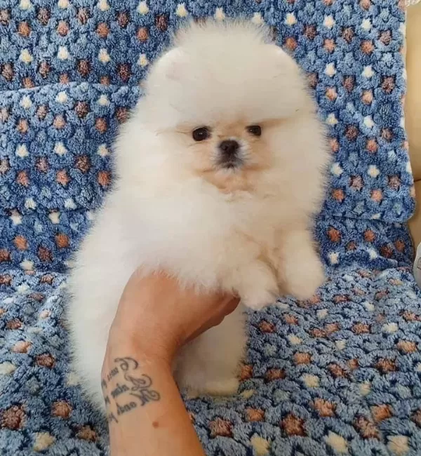 Pomeranian Boo Ayı Surat Bebek Suratlı Yavrularımız