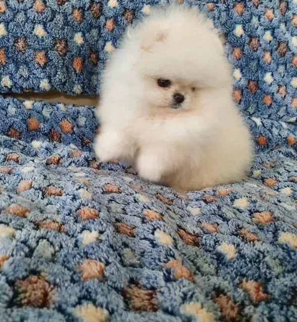 Pomeranian Boo Ayı Surat Bebek Suratlı Yavrularımız