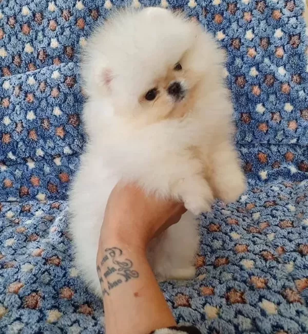 Pomeranian Boo Ayı Surat Bebek Suratlı Yavrularımız
