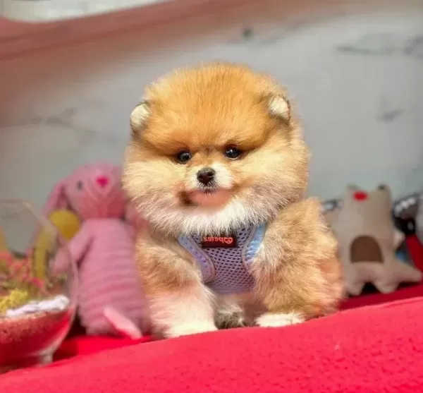 Teddy Yavrularımız Minik Boy