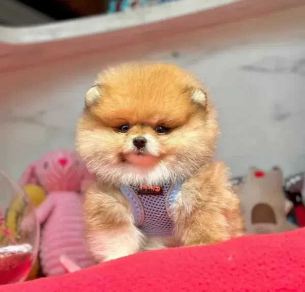 Teddy Yavrularımız Minik Boy