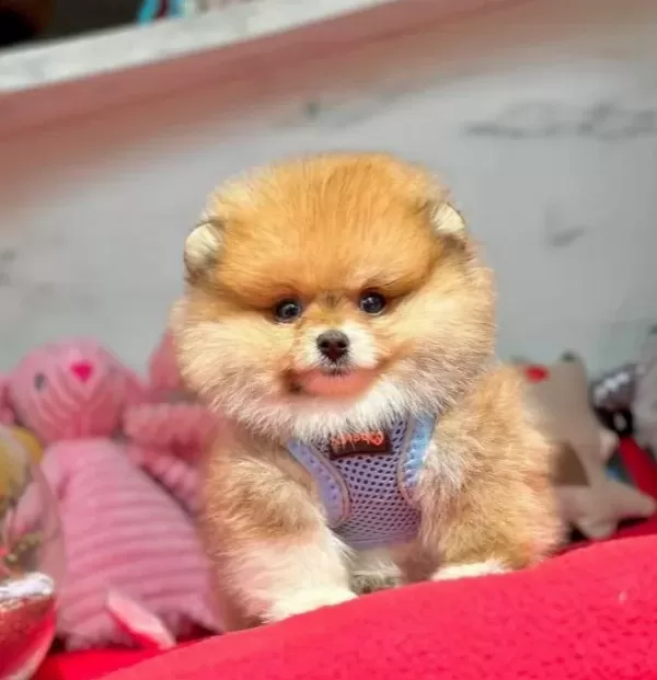 Teddy Yavrularımız Minik Boy