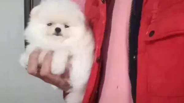 Kat Betaz Ayı Surat Pomeranian