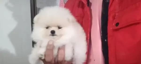 Kat Betaz Ayı Surat Pomeranian