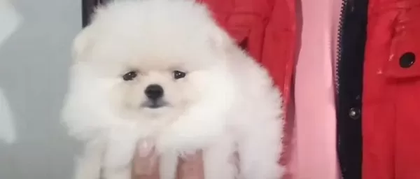 Kat Betaz Ayı Surat Pomeranian
