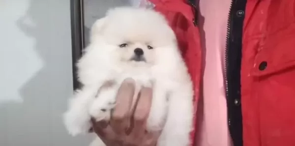 Kat Betaz Ayı Surat Pomeranian