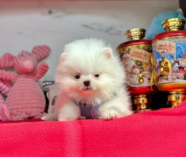 Evimin Oyuncusu Pomeranian