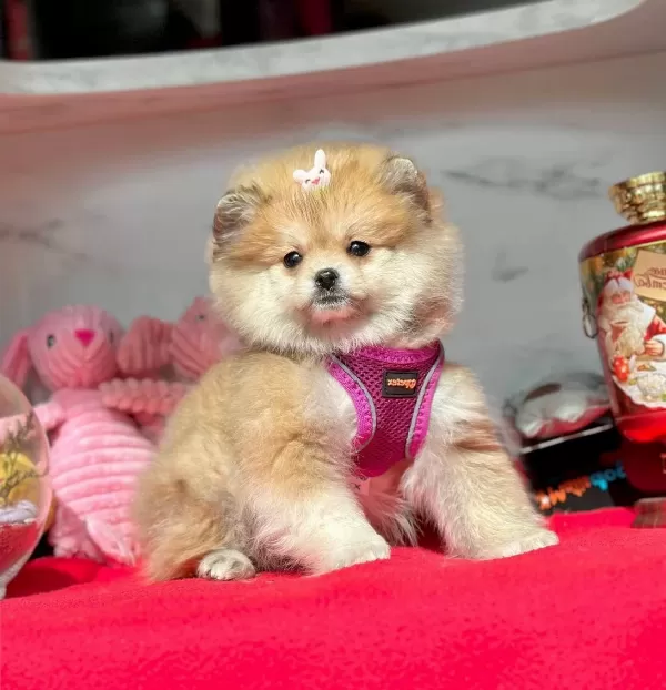 Evimin Oyuncusu Pomeranian