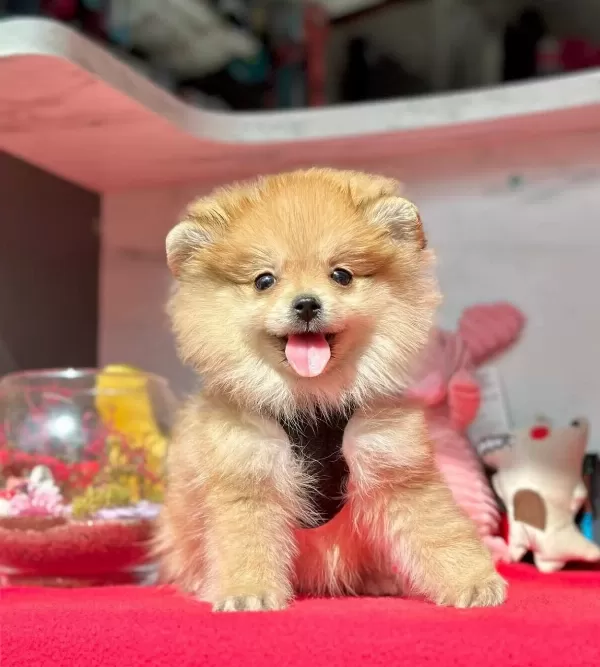 Evimin Oyuncusu Pomeranian