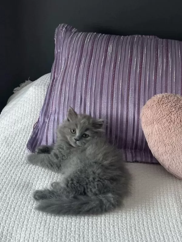 A++ A62 Orjinal British Longhair Yavrularimiz Hazir