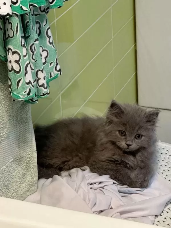 A++ A62 Orjinal British Longhair Yavrularimiz Hazir
