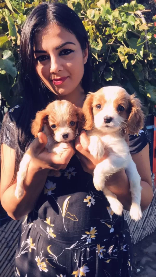 Cavalier King Charles Yavrularım