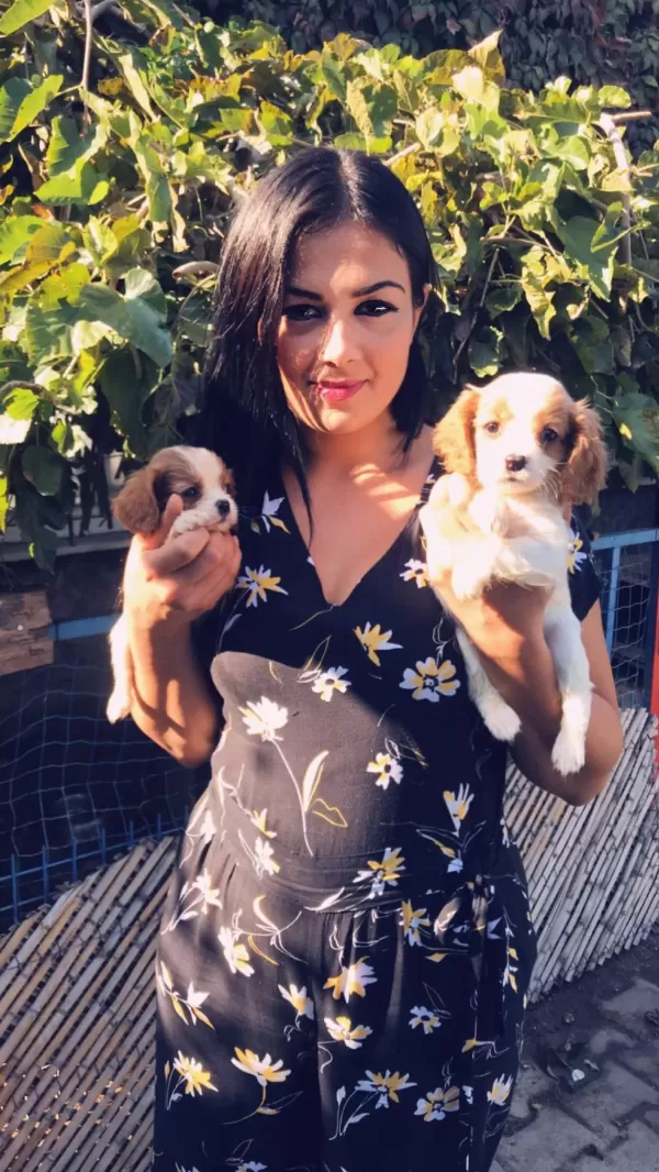 Cavalier King Charles Yavrularım
