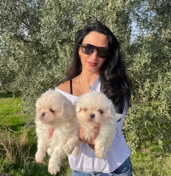 Maltese Terier Yavrularım Sağlık Ve Irk Garantilidir