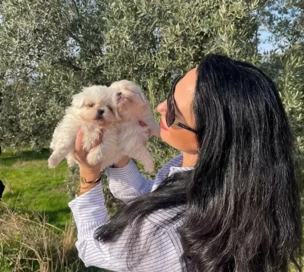 Maltese Terier Yavrularım Sağlık Ve Irk Garantilidir
