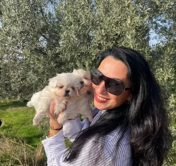 Maltese Terier Yavrularım Sağlık Ve Irk Garantilidir