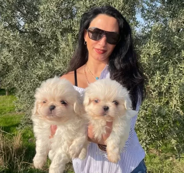 Maltese Terier Yavrularım Sağlık Ve Irk Garantilidir