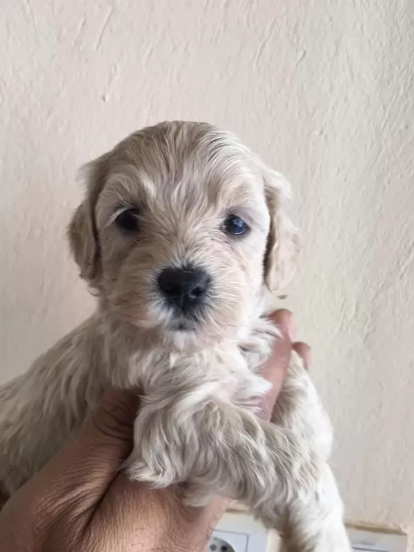 Harika Maltipoo Yavrular