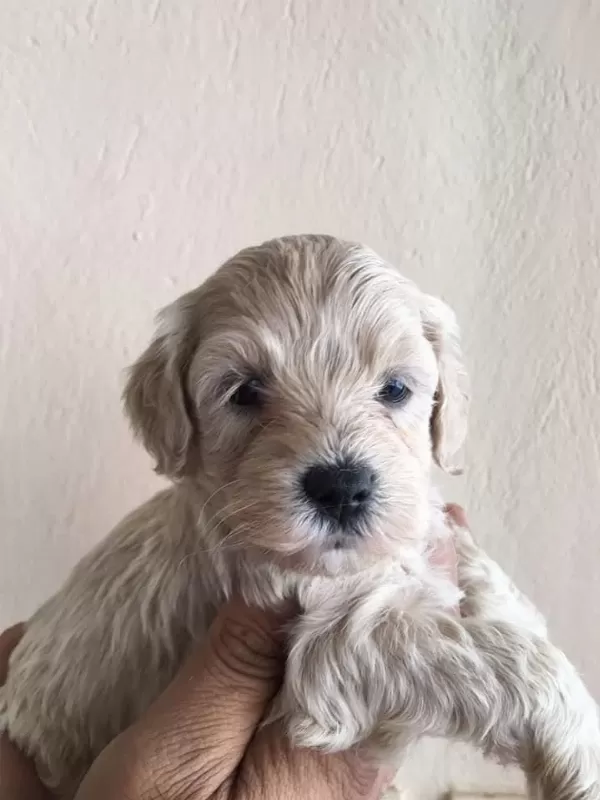Harika Maltipoo Yavrular