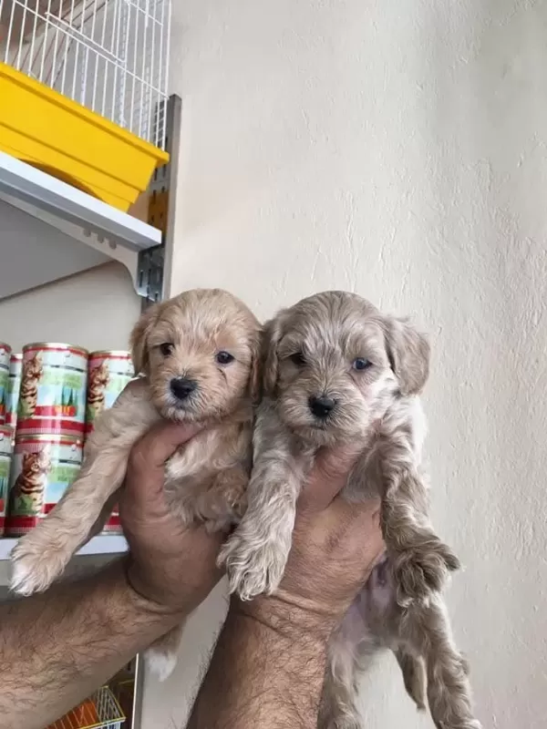Harika Maltipoo Yavrular