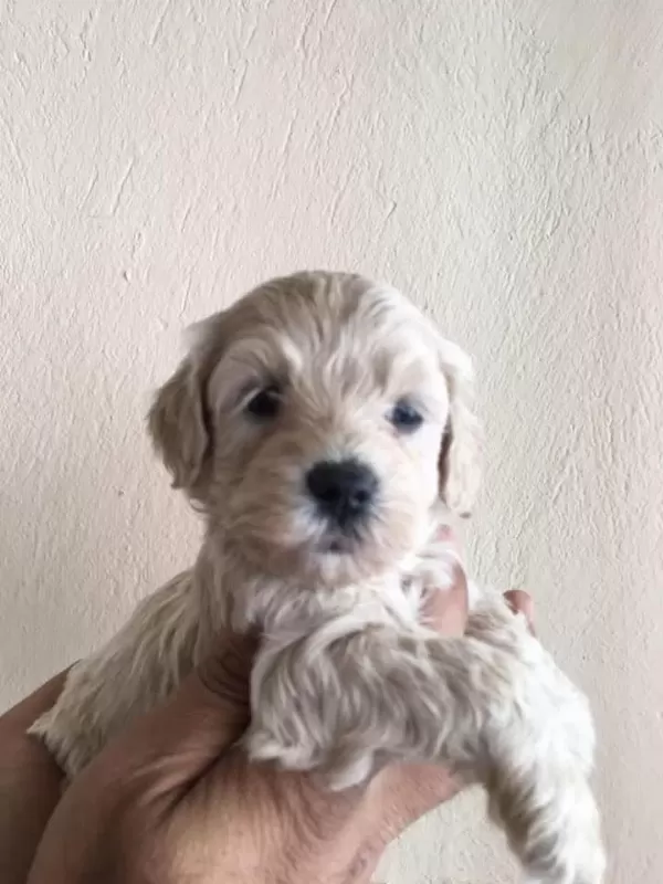 Harika Maltipoo Yavrular