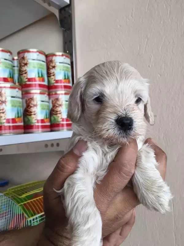 Harika Maltipoo Yavrular