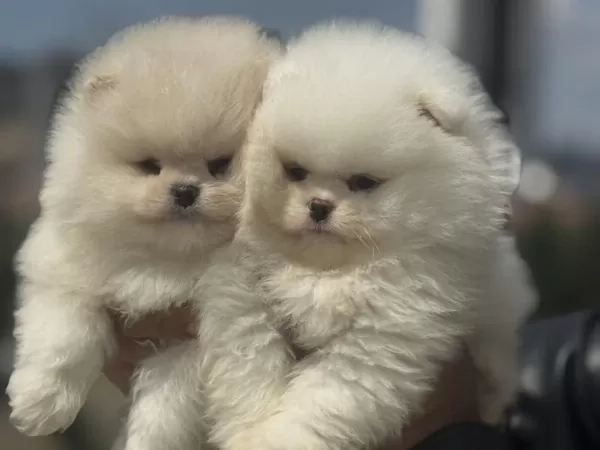 Tarım Bakanlığı Ruhsatlı Çiftlikden Pomeranian