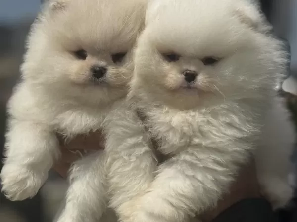 Tarım Bakanlığı Ruhsatlı Çiftlikden Pomeranian