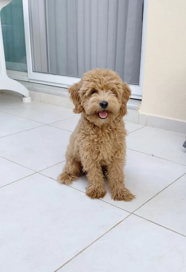 6 Aylik Erkek Maltipoo Aşilari Tam