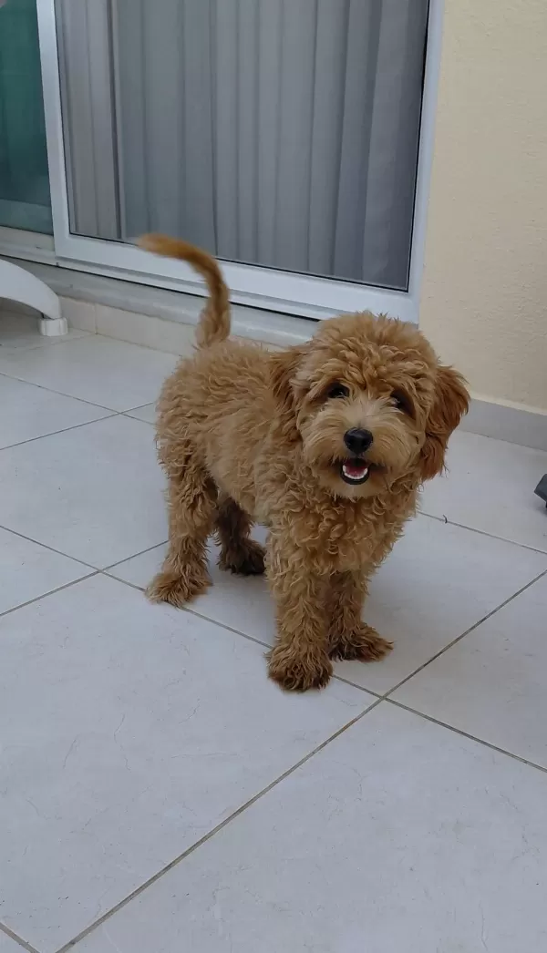 6 Aylik Erkek Maltipoo Aşilari Tam