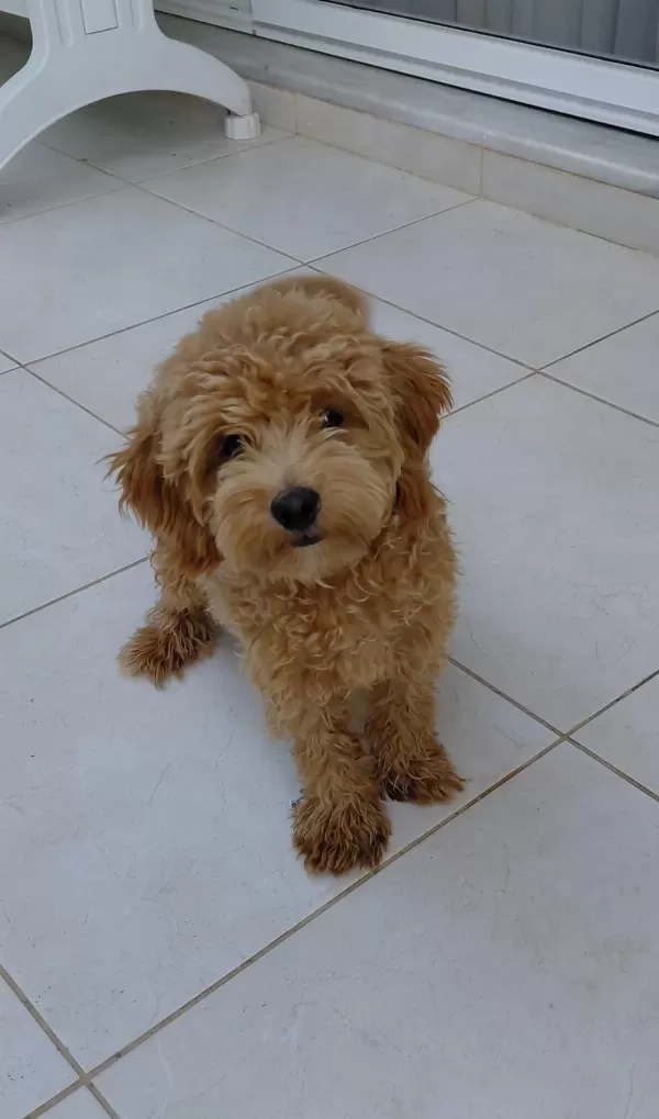 6 Aylik Erkek Maltipoo Aşilari Tam