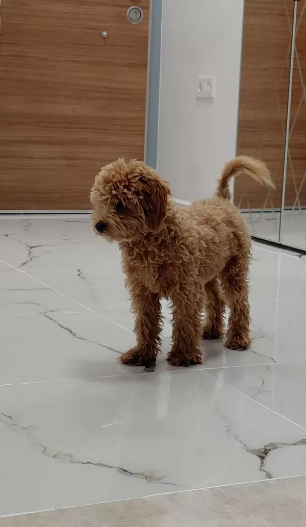 6 Aylik Erkek Maltipoo Aşilari Tam