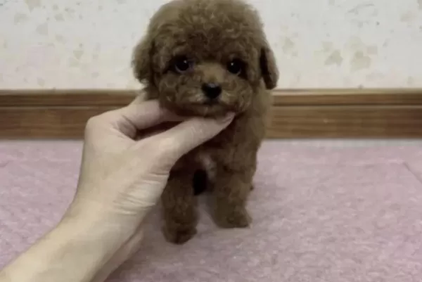 Harika Toy Poodle Yavrumuz