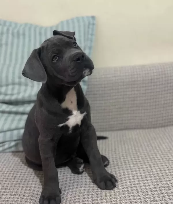 Irkinin En İyi̇si̇ Frank Cane Corso Yeni̇ Yuvasini Bekli̇yor