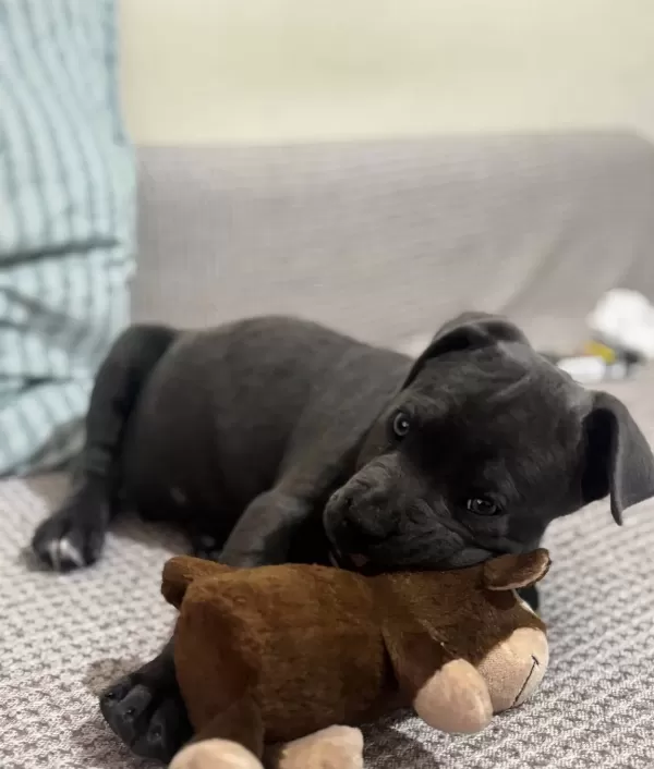 Irkinin En İyi̇si̇ Frank Cane Corso Yeni̇ Yuvasini Bekli̇yor